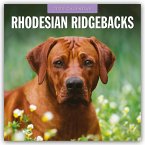 Rhodesian Ridgebacks - Rhodesian Ridgeback 2025 - 16-Monatskalender