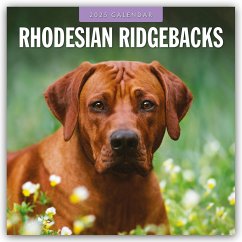 Rhodesian Ridgebacks - Rhodesian Ridgeback 2025 - 16-Monatskalender - Red Robin Publishing Ltd