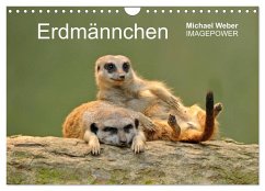 Erdmännchen - Tierkinder (Wandkalender 2025 DIN A4 quer), CALVENDO Monatskalender - Calvendo;Weber, Michael