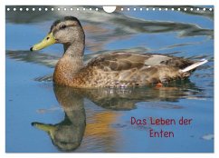 Das Leben der Enten (Wandkalender 2025 DIN A4 quer), CALVENDO Monatskalender