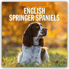 English Springer Spaniels - Englisch Springer Spaniels 2025 - 16-Monatskalender - Red Robin Publishing Ltd