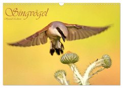 Singvögel (Wandkalender 2025 DIN A3 quer), CALVENDO Monatskalender - Calvendo;Brandmeier, Wolfgang