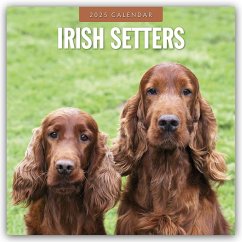 Irish Setters - Irischer Setter 2025 - 16-Monatskalender - Red Robin Publishing Ltd