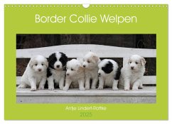 Border Collie Welpen (Wandkalender 2025 DIN A3 quer), CALVENDO Monatskalender