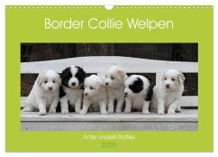 Border Collie Welpen (Wandkalender 2025 DIN A3 quer), CALVENDO Monatskalender - Calvendo;Lindert-Rottke, Antje