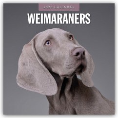 Weimaraners - Weimaraner 2025 - 16-Monatskalender - Red Robin Publishing Ltd