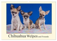 Chihuahua Welpen und Freunde (Wandkalender 2025 DIN A3 quer), CALVENDO Monatskalender - Calvendo;Wejat-Zaretzke, Gabriela