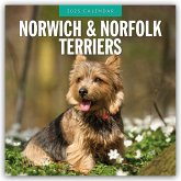 Norwich Terrier und Norfolk Terrier 2025 - 16-Monatskalender