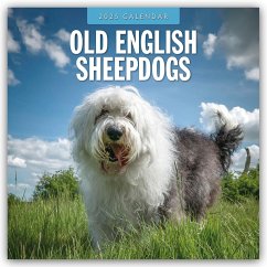 Old English Sheepdogs - Bobtail 2025 - 16-Monatskalender - Red Robin Publishing Ltd