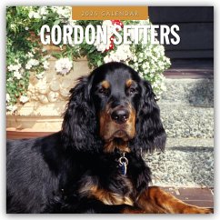 Gordon Setters - Gordon Setter 2025 - 16-Monatskalender - Red Robin Publishing Ltd