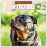 Rottweilers - Rottweiler 2025 - 16-Monatskalender