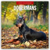 Dobermans - Dobermann 2025 - 16-Monatskalender