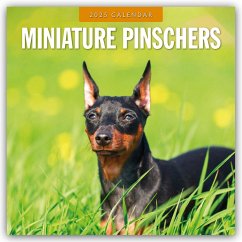 Miniature Pinschers - Zwergpinscher - Rehpinscher 2025 - 16-Monatskalender - Red Robin Publishing Ltd