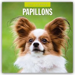 Papillons - Schmetterlingshund - Zwergspaniel 2025 - 16-Monatskalender - Red Robin Publishing Ltd