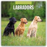 Labradors - Labradore - Labrador Retriever 2025 - 16-Monatskalender