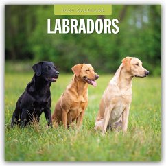 Labradors - Labradore - Labrador Retriever 2025 - 16-Monatskalender - Red Robin Publishing Ltd