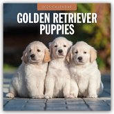 Golden Retriever Puppies - Golden Retriever Welpen 2025 - 16-Monatskalender