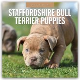 Staffordshire Bull Terrier Puppies - Staffordshire Bullterrier Welpen 2025 - 16-Monatskalender