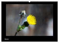 Blumen (Wandkalender 2025 DIN A2 quer), CALVENDO Monatskalender - Calvendo;deinhardt, toby