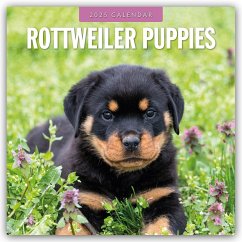 Rottweiler Puppies - Rottweiler Welpen 2025 - 16-Monatskalender - Red Robin Publishing Ltd