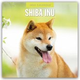 Shiba Inu 2025 - 16-Monatskalender