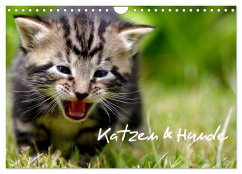 Katzen & Hunde (Wandkalender 2025 DIN A4 quer), CALVENDO Monatskalender