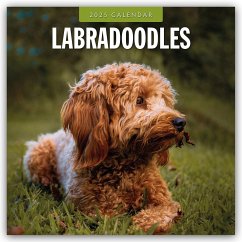 Labradoodles - Labradoodle 2025 - 16-Monatskalender - Red Robin Publishing Ltd