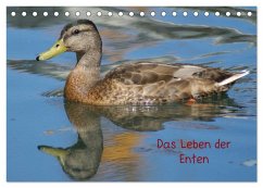 Das Leben der Enten (Tischkalender 2025 DIN A5 quer), CALVENDO Monatskalender - Calvendo;Kattobello