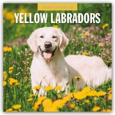 Yellow Labrador Retrievers - Gelber Labrador Retriever 2025 - 16-Monatskalender