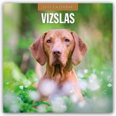 Vizslas - Magyar Vizsla - Kurzhaariger Ungarischer Vorstehhund 2025 - 16-Monatskalender