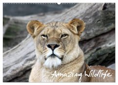 Amazing Wildlife (Wandkalender 2025 DIN A2 quer), CALVENDO Monatskalender - Calvendo;Hebbel-Seeger, Andreas