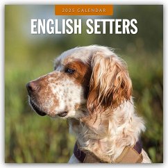 English Setters - Englisch Setter 2025 - 16-Monatskalender - Red Robin Publishing Ltd
