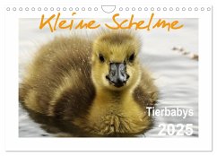 Kleine Schelme - Tierbabys (Wandkalender 2025 DIN A4 quer), CALVENDO Monatskalender - Calvendo;Düll, Sigrun