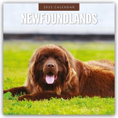 Newfoundlands - Neufundländer 2025 - 16-Monatskalender - Red Robin Publishing Ltd