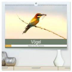 Vögel Stars vor der Kamera (hochwertiger Premium Wandkalender 2025 DIN A2 quer), Kunstdruck in Hochglanz