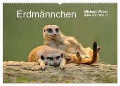 Erdmännchen - Tierkinder (Wandkalender 2025 DIN A2 quer), CALVENDO Monatskalender