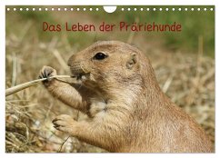 Das Leben der Präriehunde (Wandkalender 2025 DIN A4 quer), CALVENDO Monatskalender