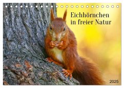 Eichhörnchen in freier Natur (Tischkalender 2025 DIN A5 quer), CALVENDO Monatskalender