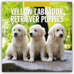 Yellow Labrador Retriever Puppies - Gelbe Labrador Retriever Welpen 2025 - 16-Monatskalender - Red Robin Publishing Ltd
