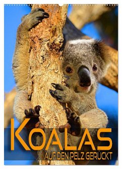 Koalas auf den Pelz gerückt (Wandkalender 2025 DIN A2 hoch), CALVENDO Monatskalender