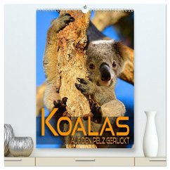 Koalas auf den Pelz gerückt (hochwertiger Premium Wandkalender 2025 DIN A2 hoch), Kunstdruck in Hochglanz - Calvendo;Utz, Renate