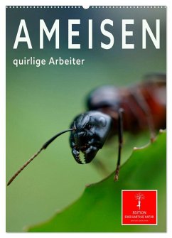 Ameisen quirlige Arbeiter (Wandkalender 2025 DIN A2 hoch), CALVENDO Monatskalender