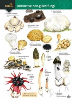 Cover Distinctive non-gilled fungi