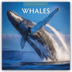 Whales - Wale 2025 - 16-Monatskalender - Red Robin Publishing Ltd