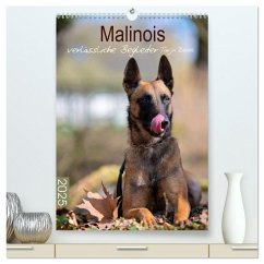 Malinois verlässliche Begleiter (hochwertiger Premium Wandkalender 2025 DIN A2 hoch), Kunstdruck in Hochglanz