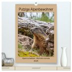 Putzige Alpenbewohner - Alpenmurmeltiere (hochwertiger Premium Wandkalender 2025 DIN A2 hoch), Kunstdruck in Hochglanz