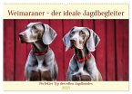 Weimaraner - der ideale Jagdbegleiter (Wandkalender 2025 DIN A2 quer), CALVENDO Monatskalender