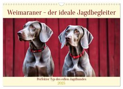 Weimaraner - der ideale Jagdbegleiter (Wandkalender 2025 DIN A3 quer), CALVENDO Monatskalender
