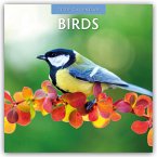 Birds 2025 Square Wall Calendar