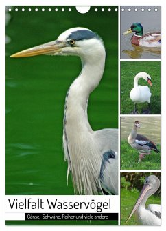 Vielfalt Wasservögel (Wandkalender 2025 DIN A4 hoch), CALVENDO Monatskalender
